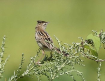 Fri, 9/15/2023 Birding report at 日進市