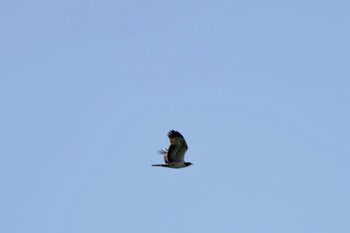 Crested Honey Buzzard JGSDF Kita-Fuji Exercise Area Sun, 9/17/2023