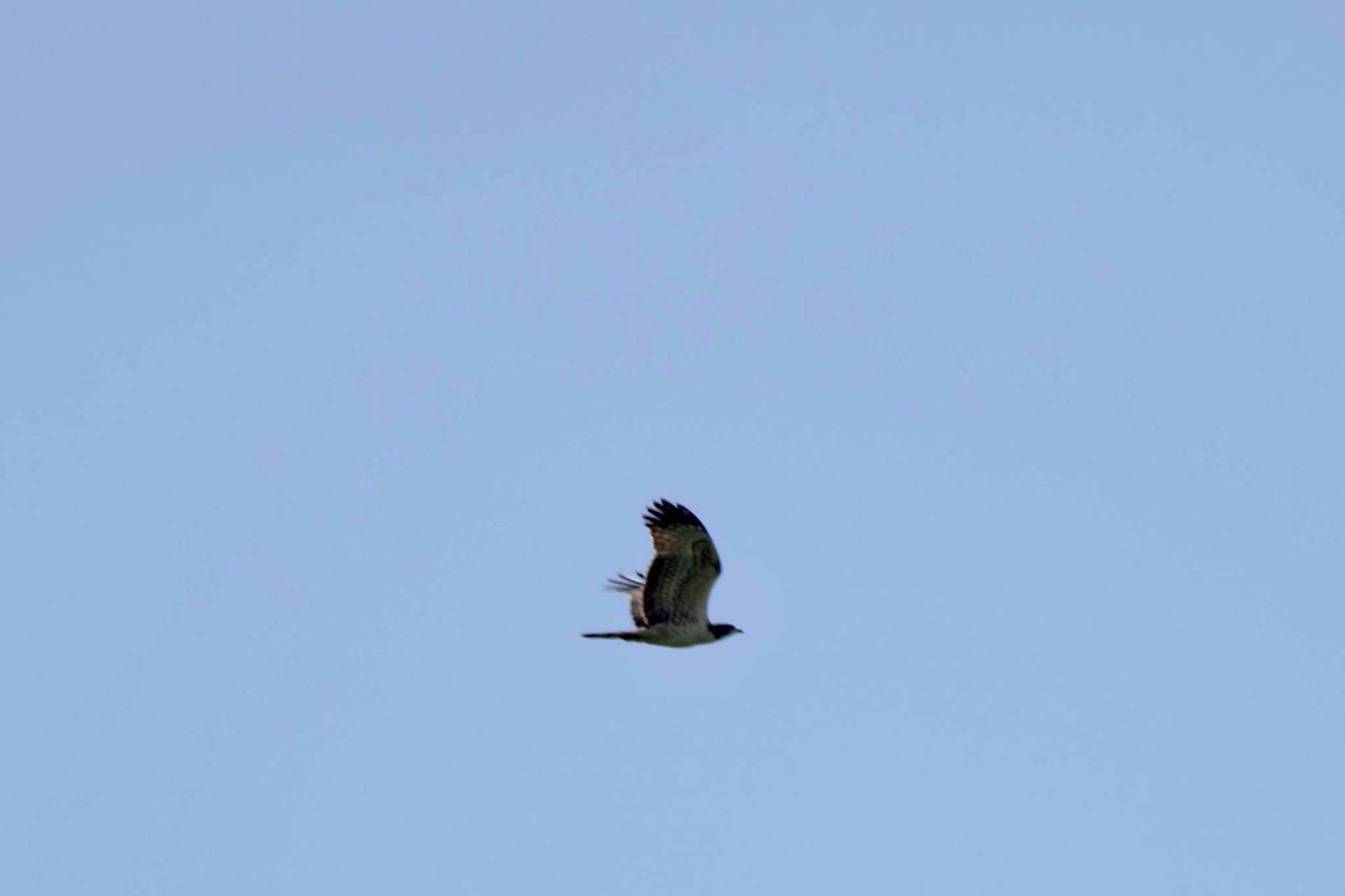 Crested Honey Buzzard