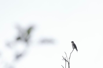 Grey-streaked Flycatcher JGSDF Kita-Fuji Exercise Area Sun, 9/17/2023