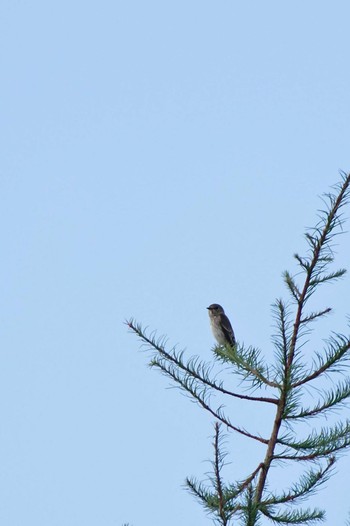 Grey-streaked Flycatcher JGSDF Kita-Fuji Exercise Area Sun, 9/17/2023