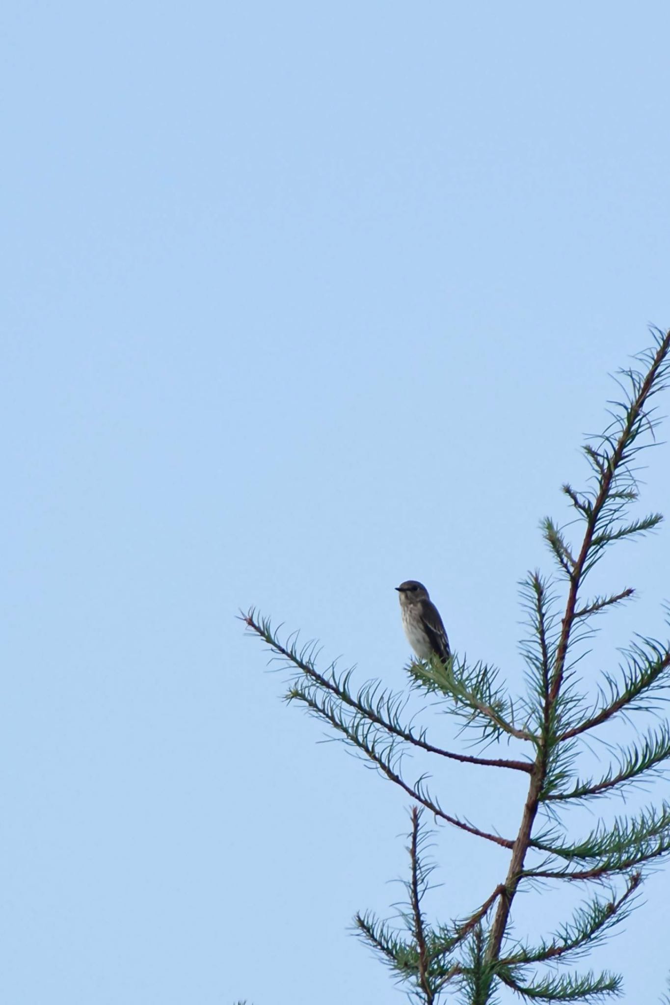 Photo of Grey-streaked Flycatcher at JGSDF Kita-Fuji Exercise Area by 關本 英樹