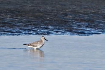 Red Knot Sambanze Tideland Sun, 9/10/2023