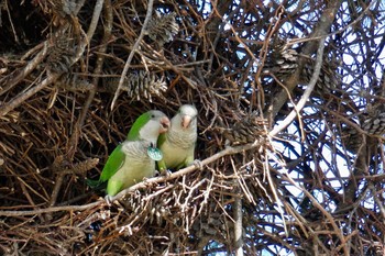 オキナインコ Barcelona,spain 2018年3月3日(土)