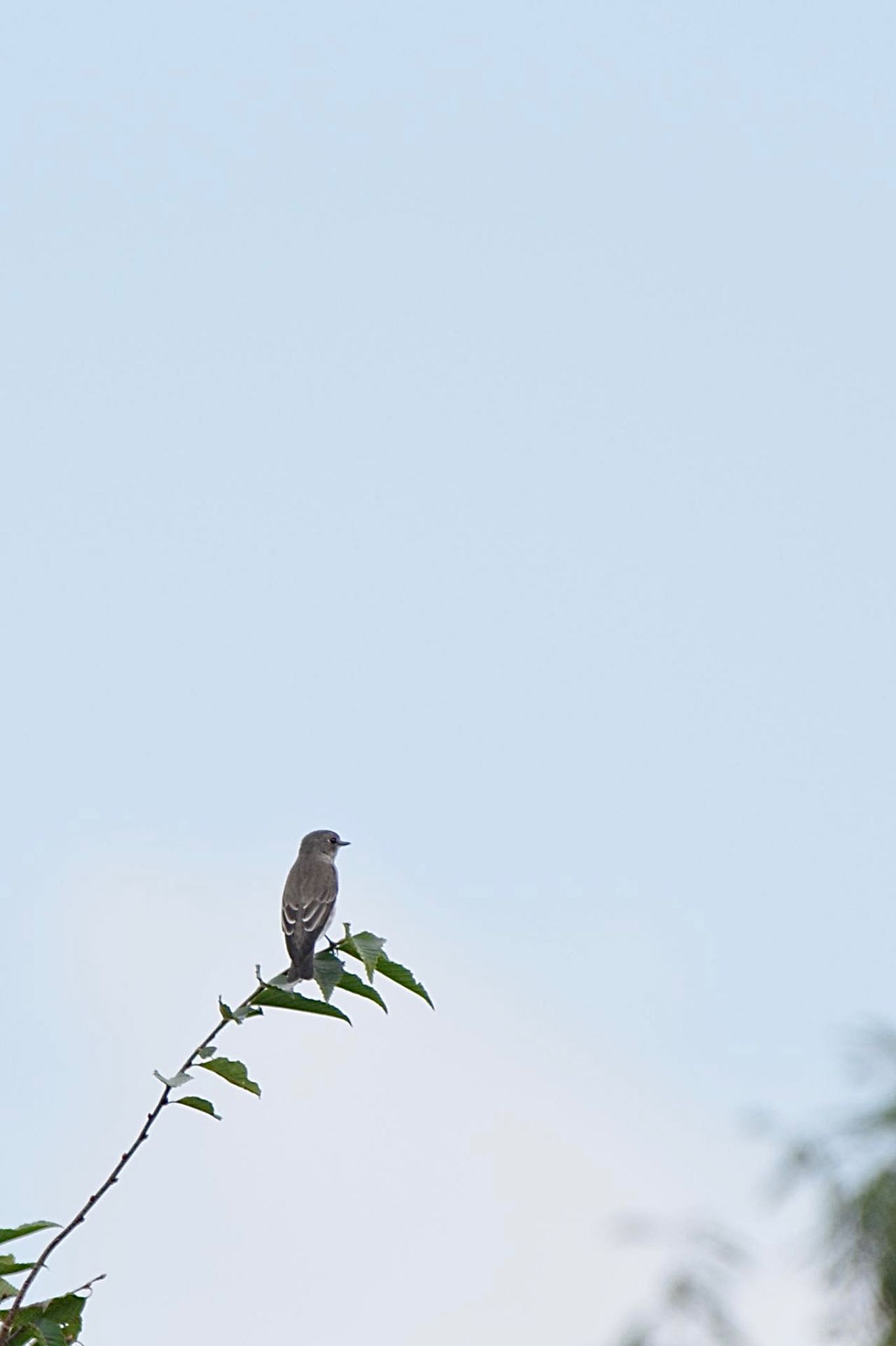 Grey-streaked Flycatcher