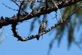 2023年9月12日(火) 河口湖の野鳥観察記録