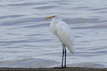 2023年9月19日(火) 荒尾干潟の野鳥観察記録