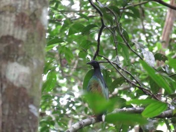 Nicobar Pigeon