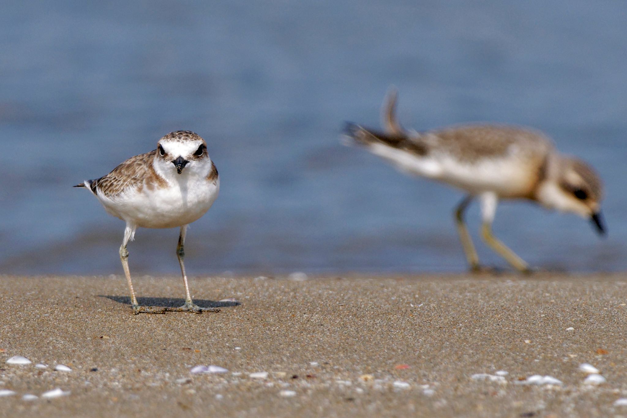 Kentish Plover