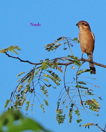 Bull-headed Shrike Unknown Spots Unknown Date