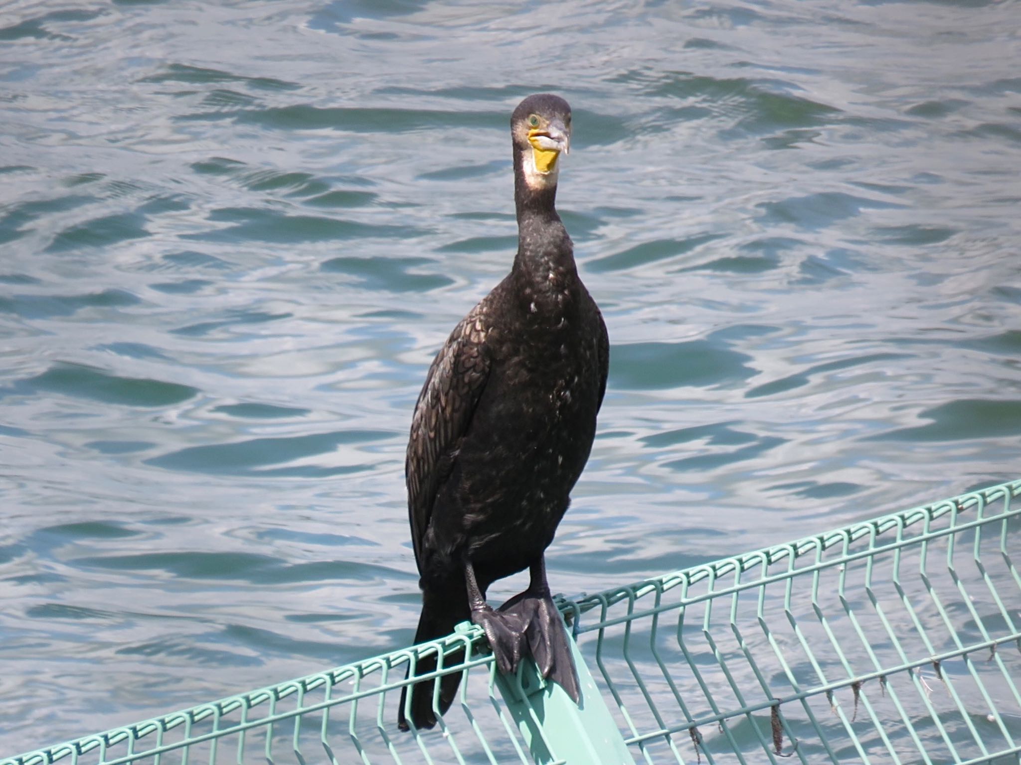 Photo of Great Cormorant at 狭山湖堤防 by tobassaw