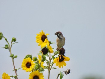 Eurasian Tree Sparrow 和白干潟 Wed, 9/20/2023