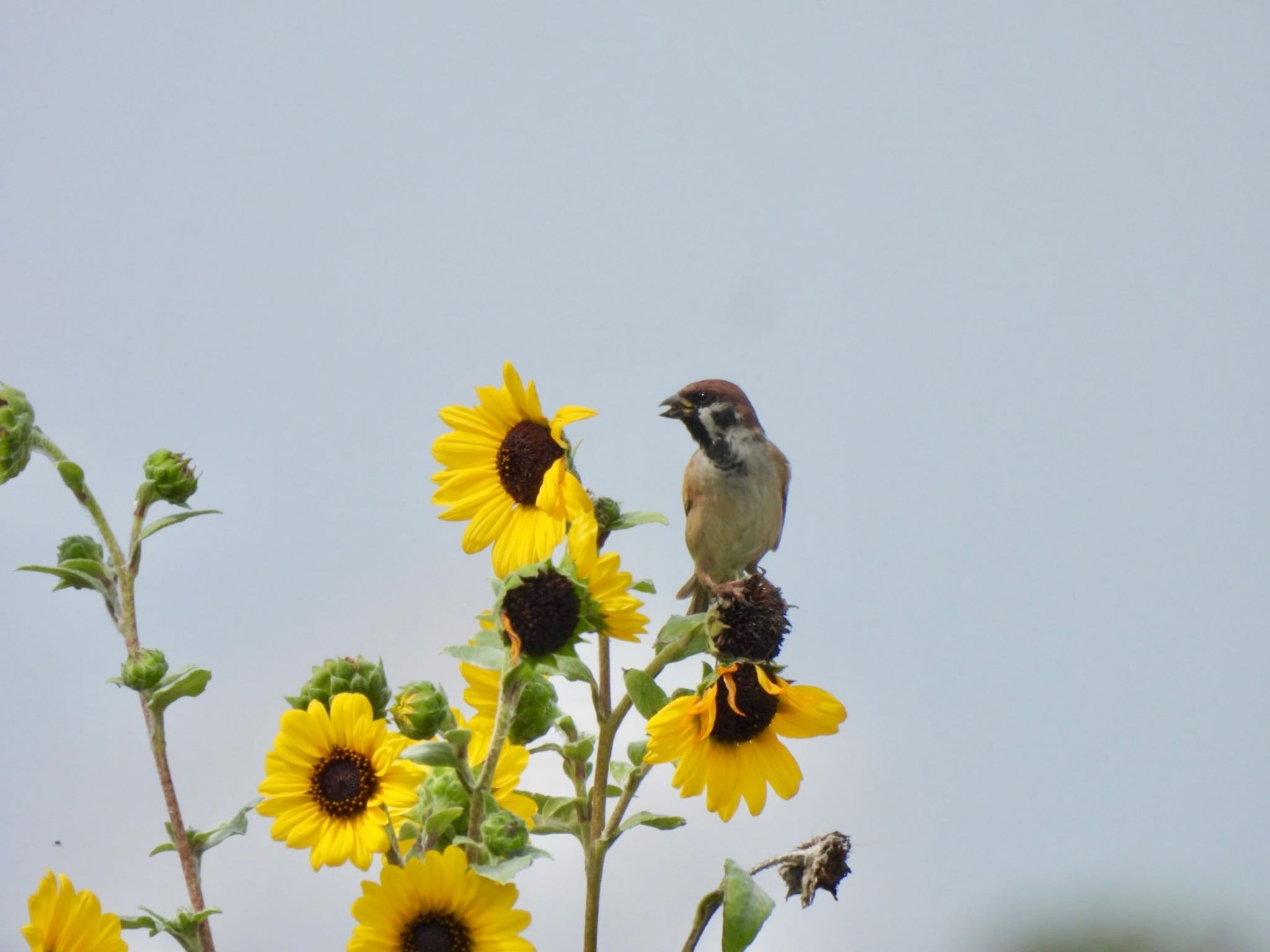 Photo of Eurasian Tree Sparrow at 和白干潟 by カモちゃん