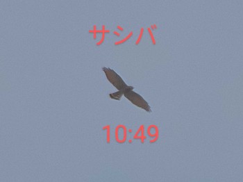 サシバ 岐阜の鷹の渡りスポット 2023年9月20日(水)