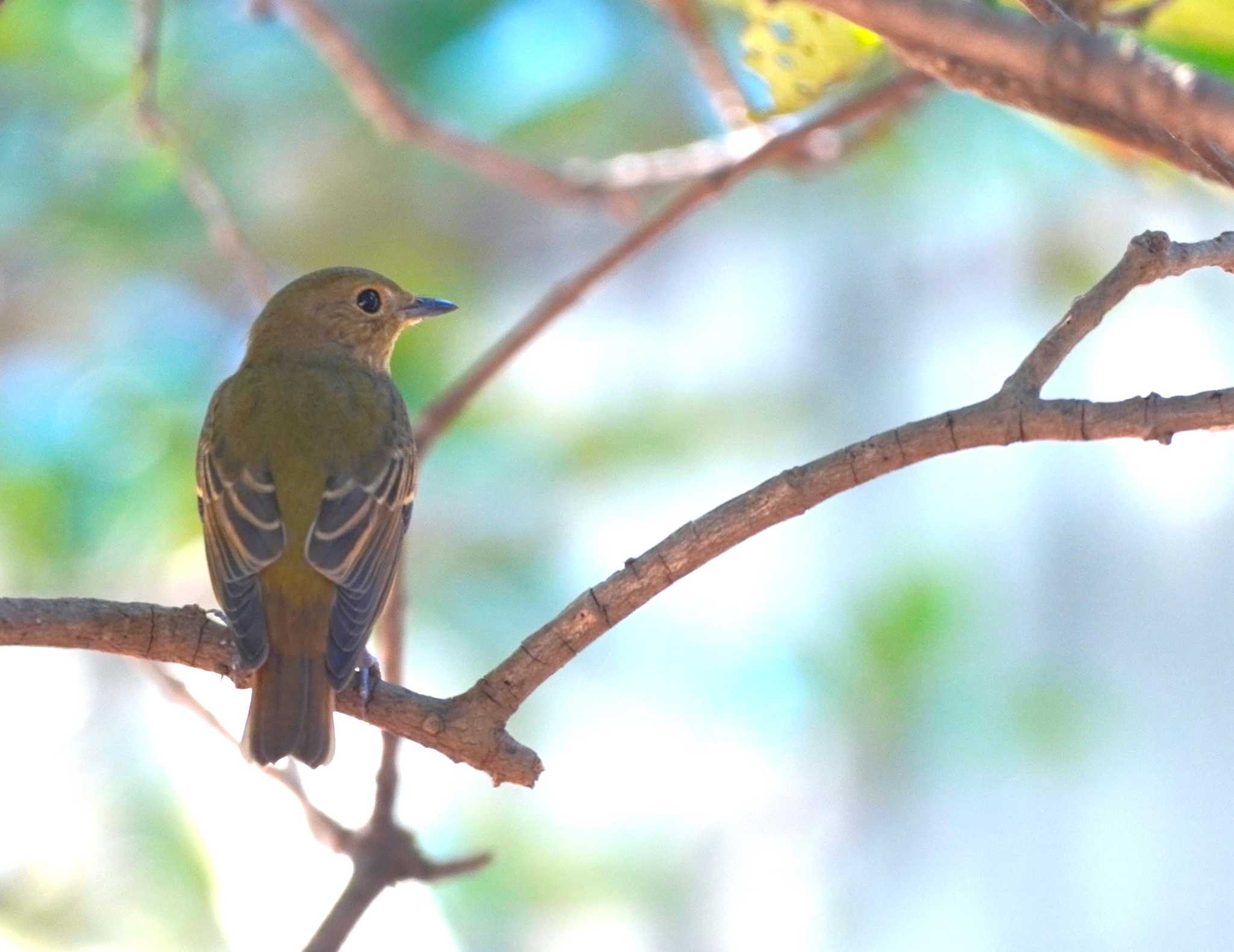 Narcissus Flycatcher