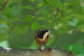 Varied Tit 明石市 Mon, 9/18/2023