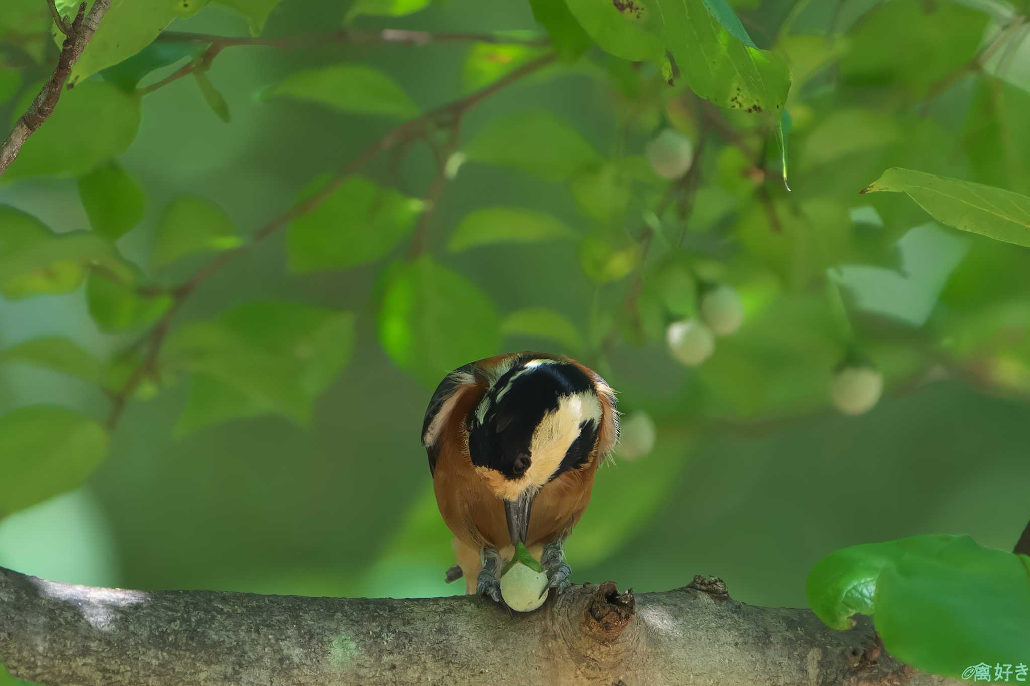 Varied Tit