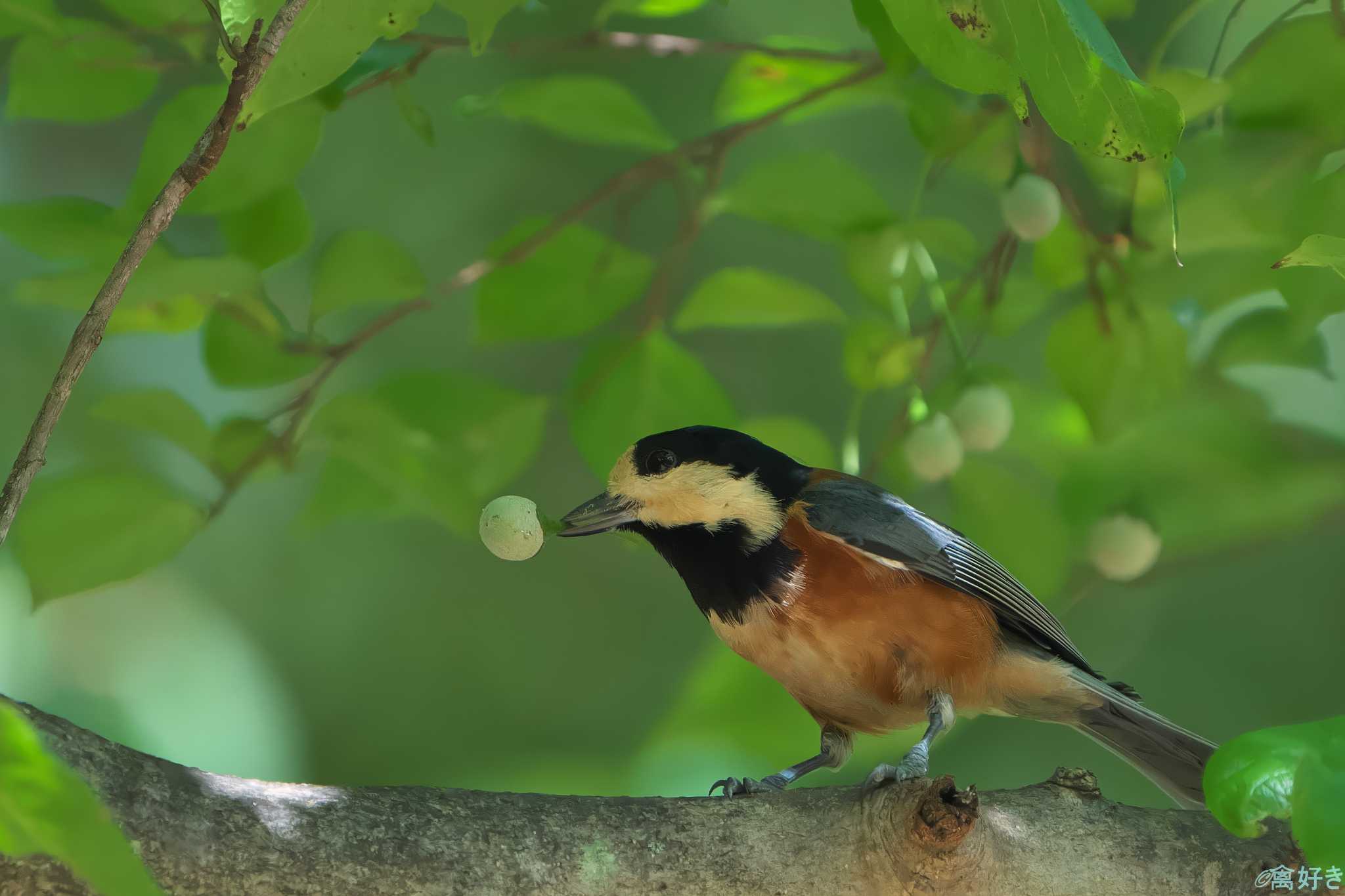 Varied Tit