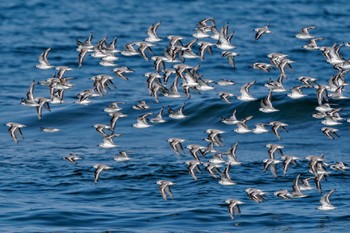 ミユビシギ 千里浜(石川県羽咋市) 2023年9月16日(土)