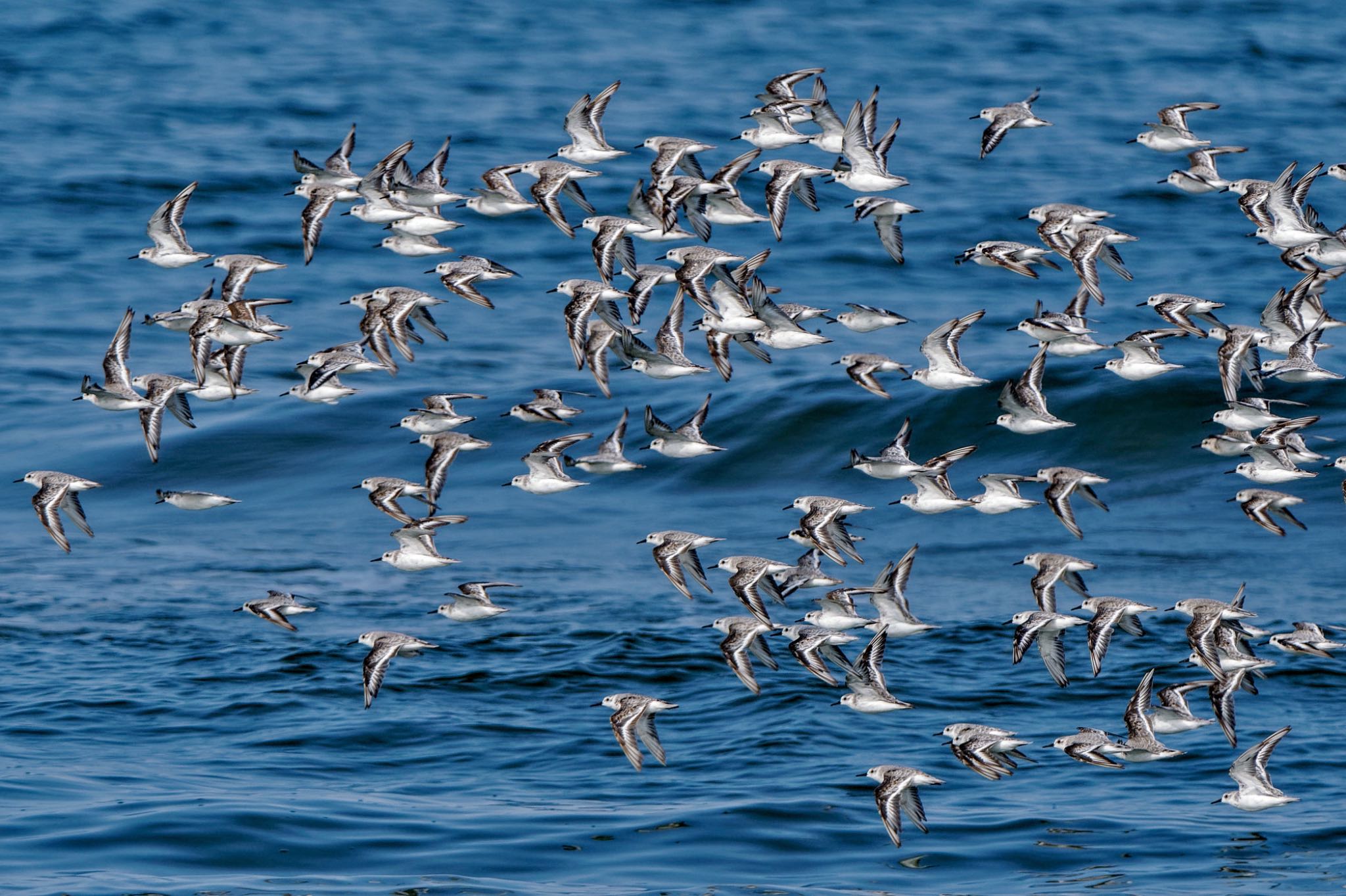 Photo of Sanderling at 千里浜(石川県羽咋市) by アポちん