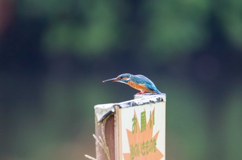 カワセミ 八景水谷公園 2023年9月20日(水)