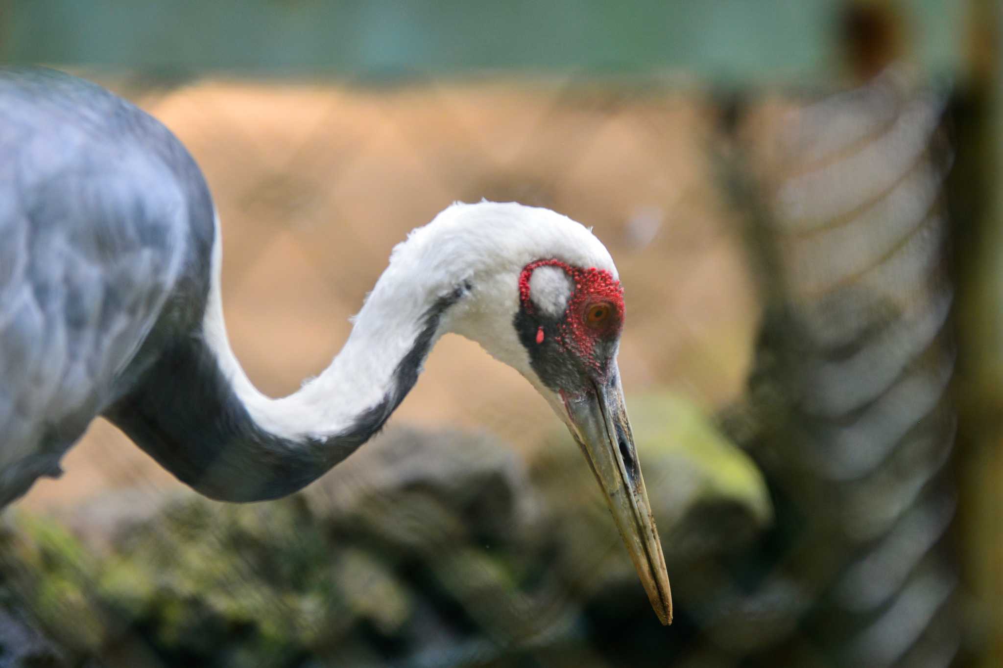 Photo of White-naped Crane at  by Yokai