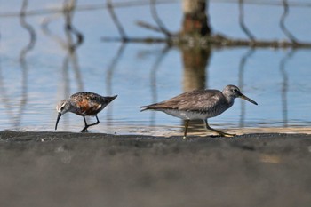 サルハマシギ ふなばし三番瀬海浜公園 2023年9月13日(水)