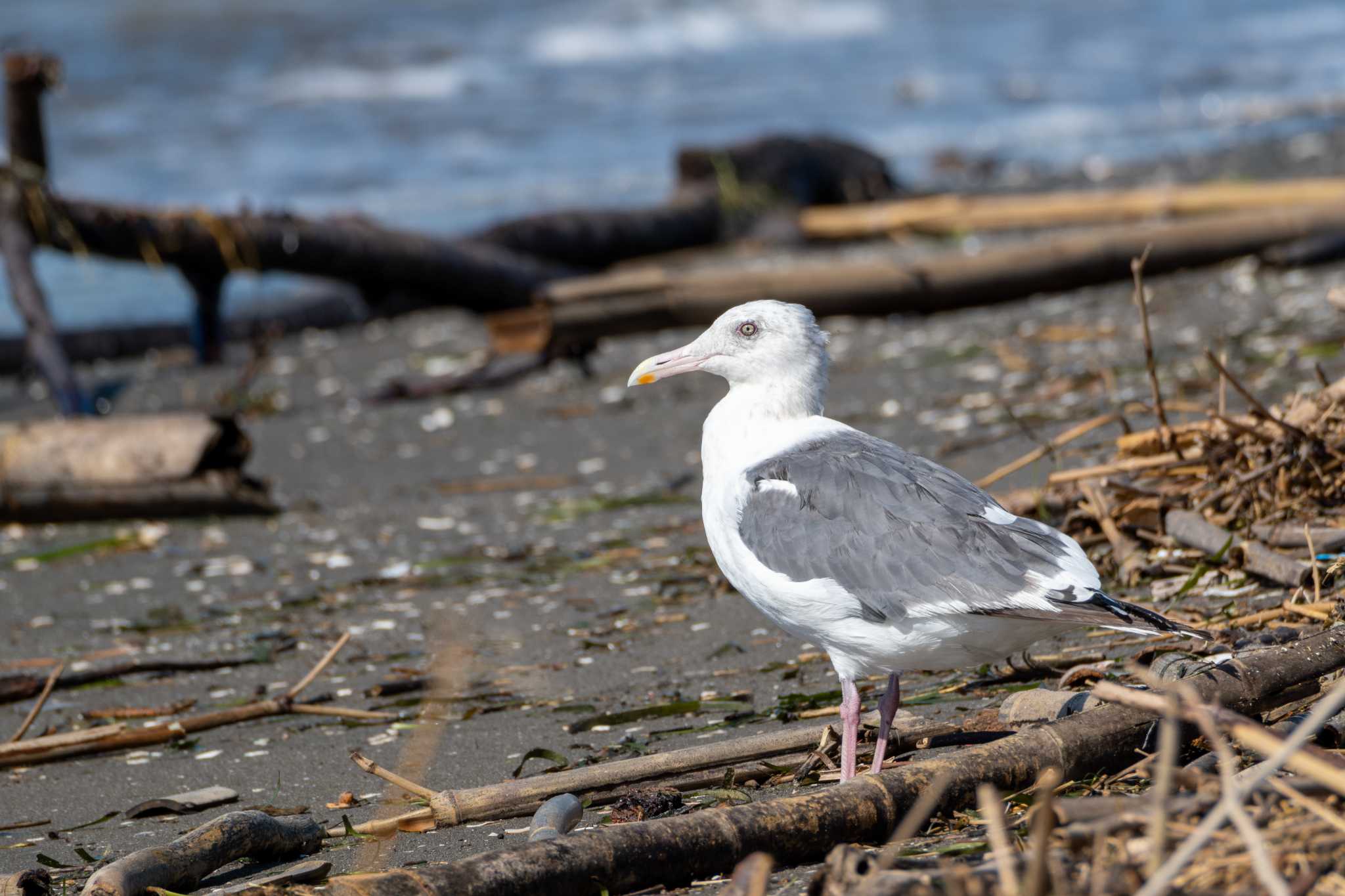 Vega Gull