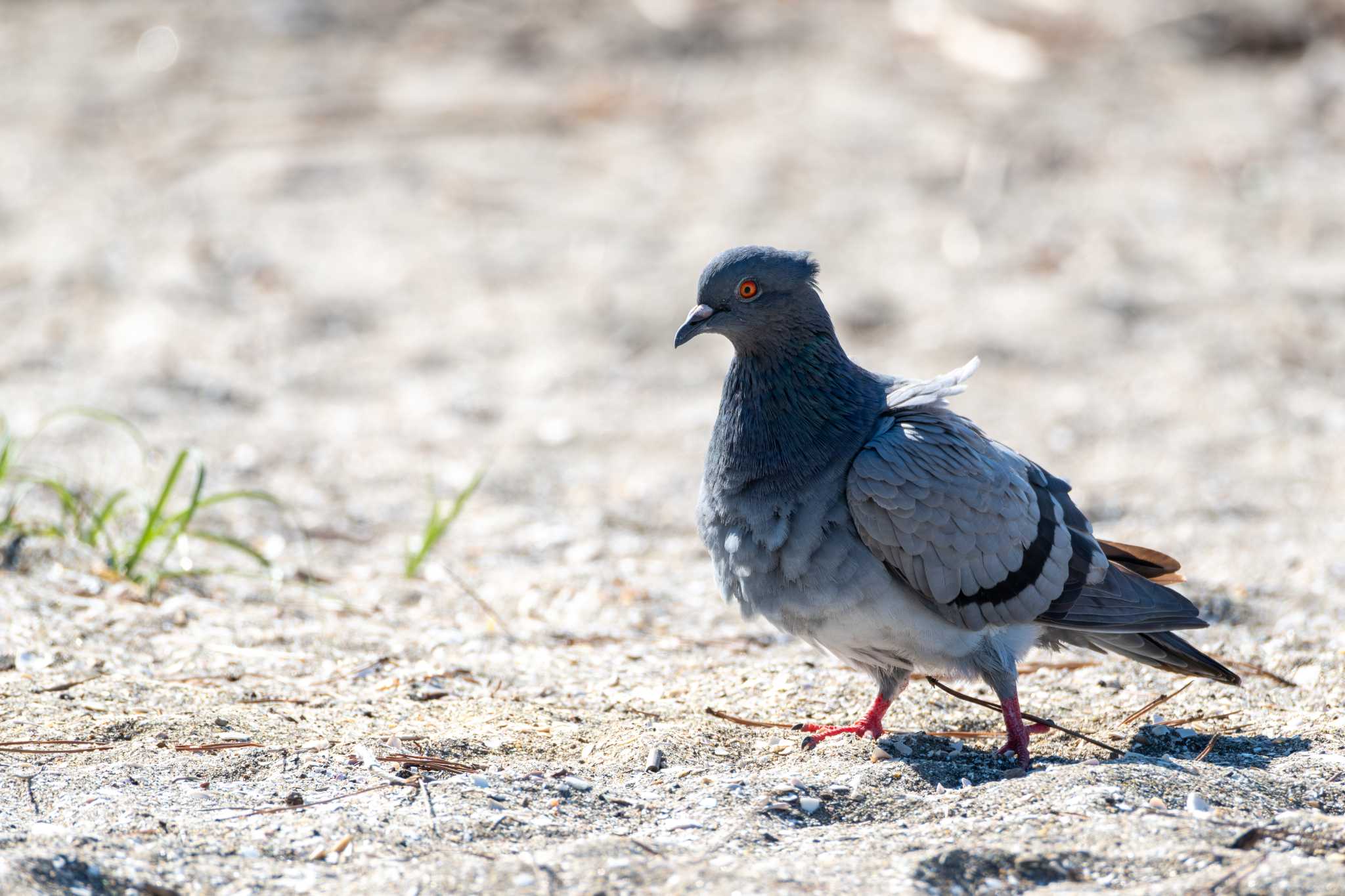 Rock Dove