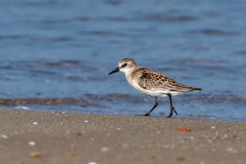 Red-necked Stint 千里浜(石川県羽咋市) Sat, 9/16/2023