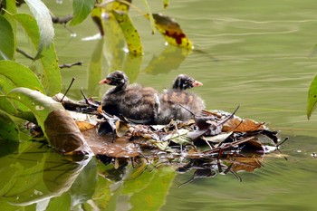 Little Grebe 大池公園 Wed, 9/20/2023