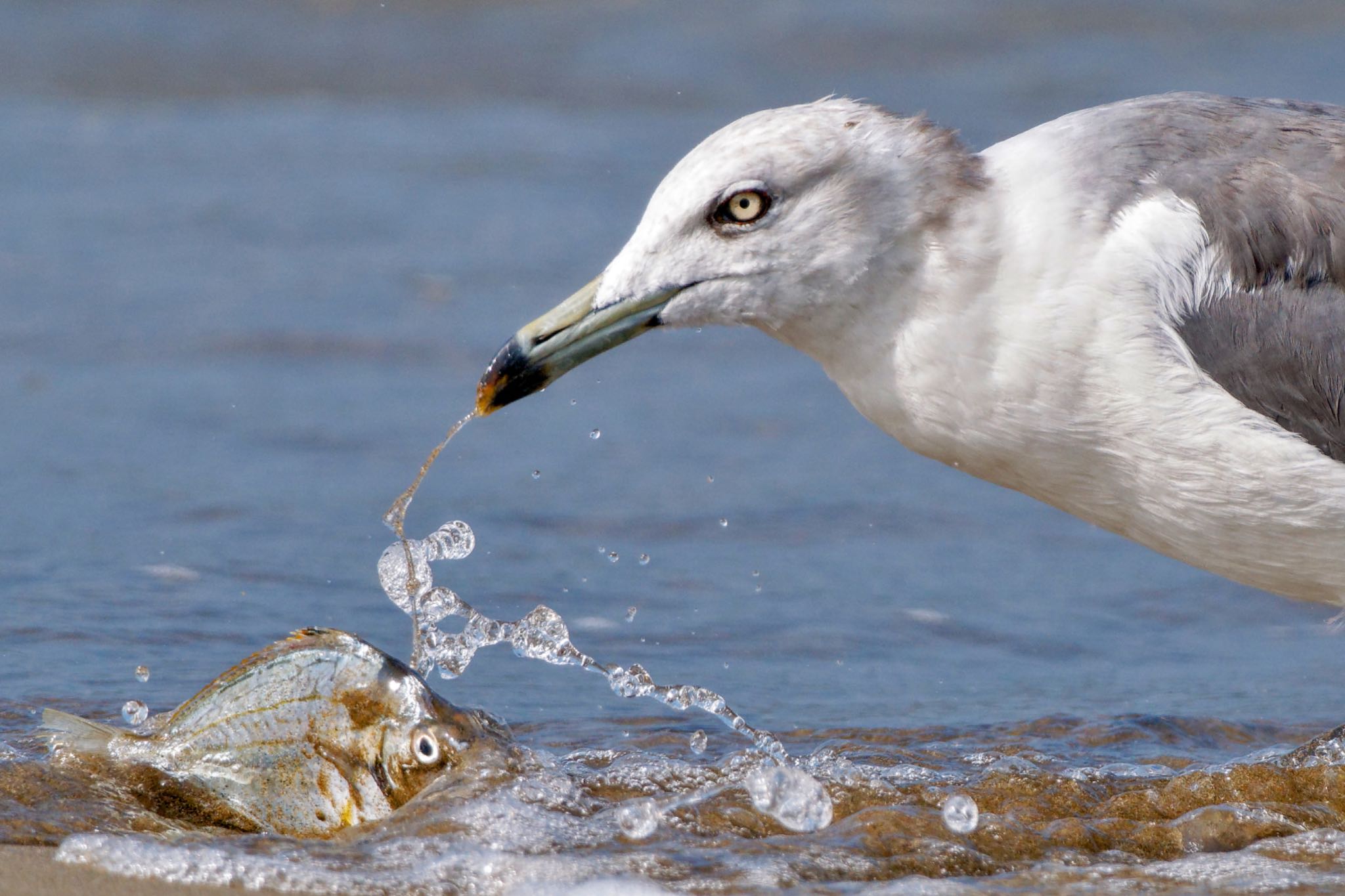 Photo of Black-tailed Gull at 千里浜(石川県羽咋市) by アポちん