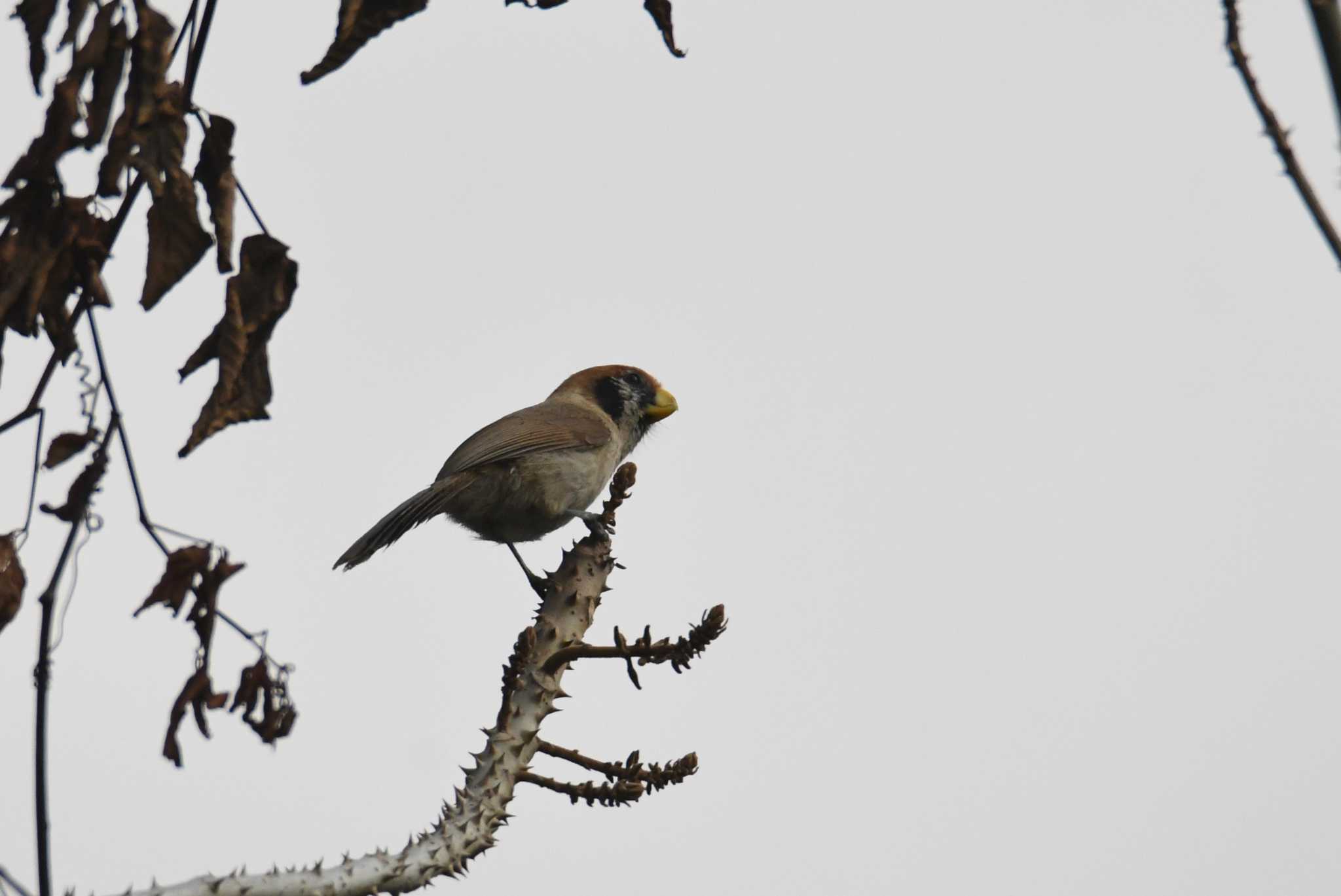 Spot-breasted Parrotbill