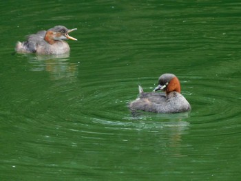 2023年9月20日(水) 井の頭公園の野鳥観察記録