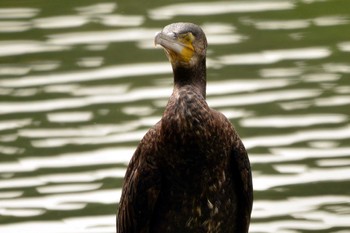 Great Cormorant 大池公園 Wed, 9/20/2023