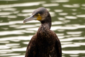 Great Cormorant 大池公園 Wed, 9/20/2023