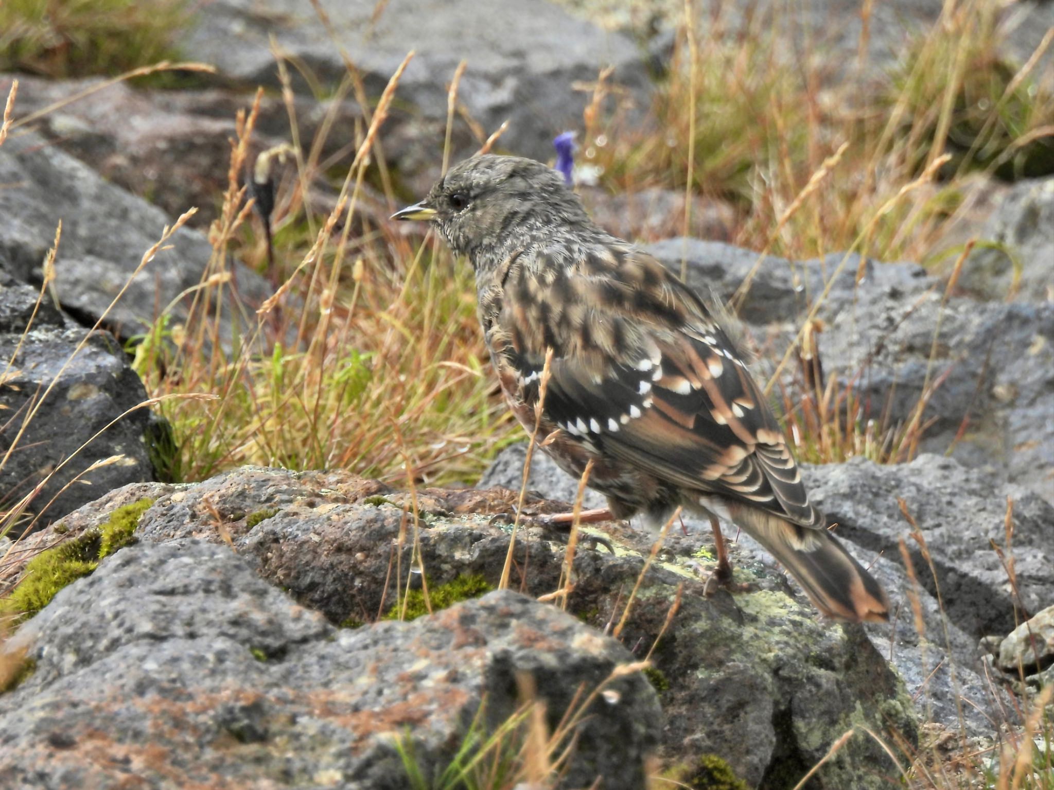 Alpine Accentor