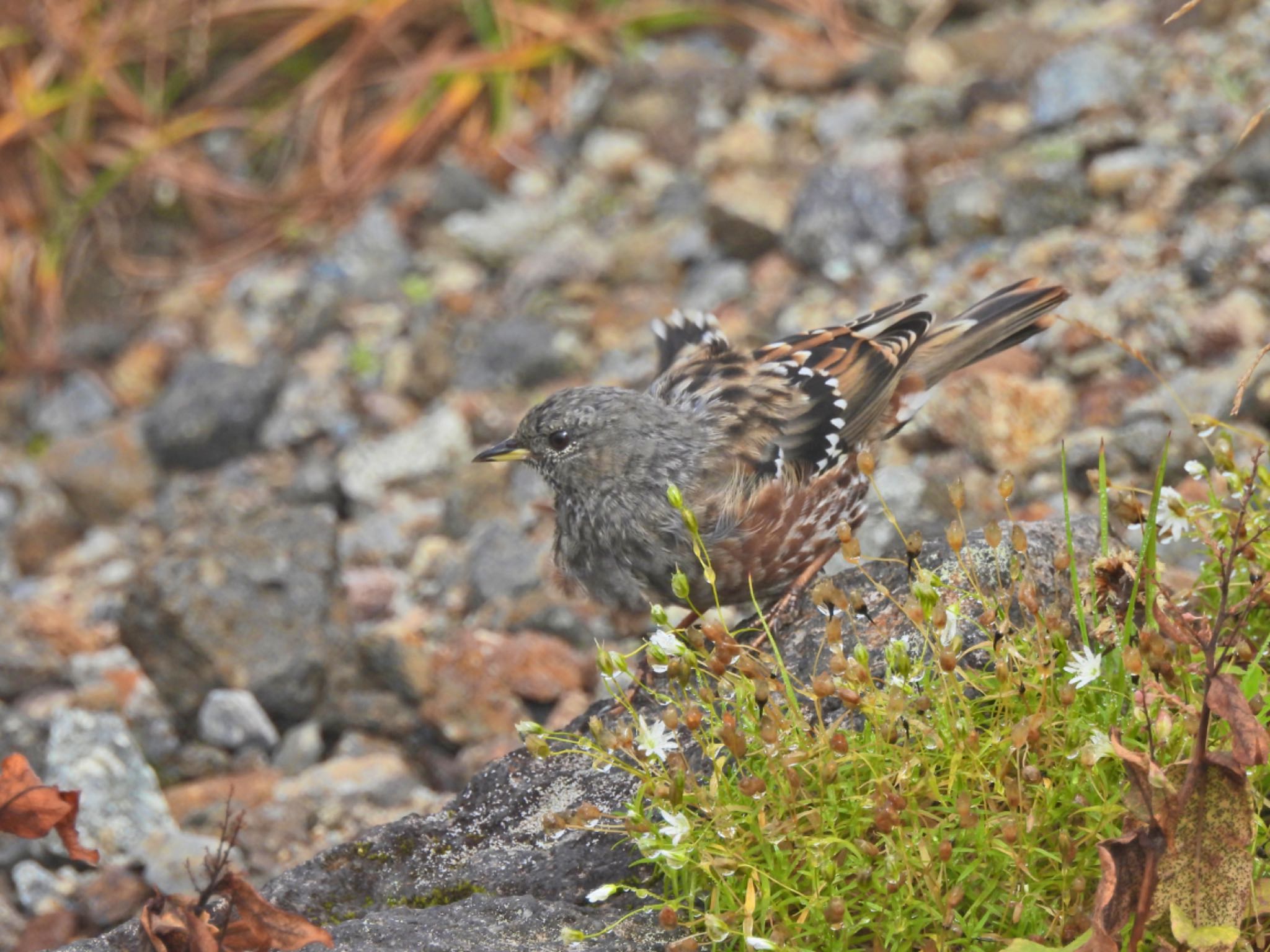 Alpine Accentor