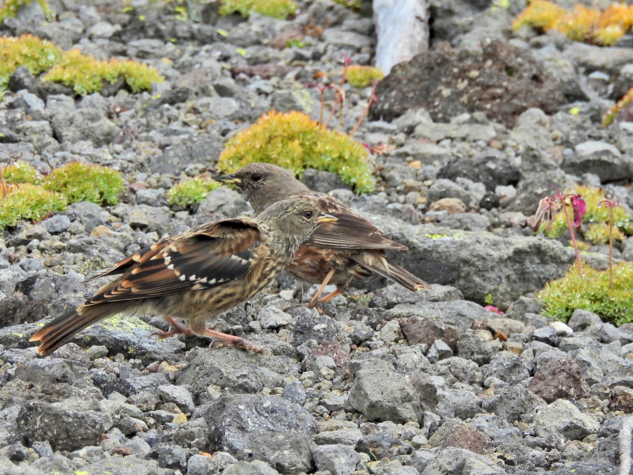 Alpine Accentor