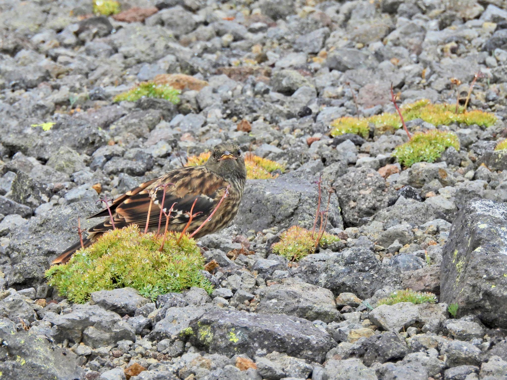 Alpine Accentor