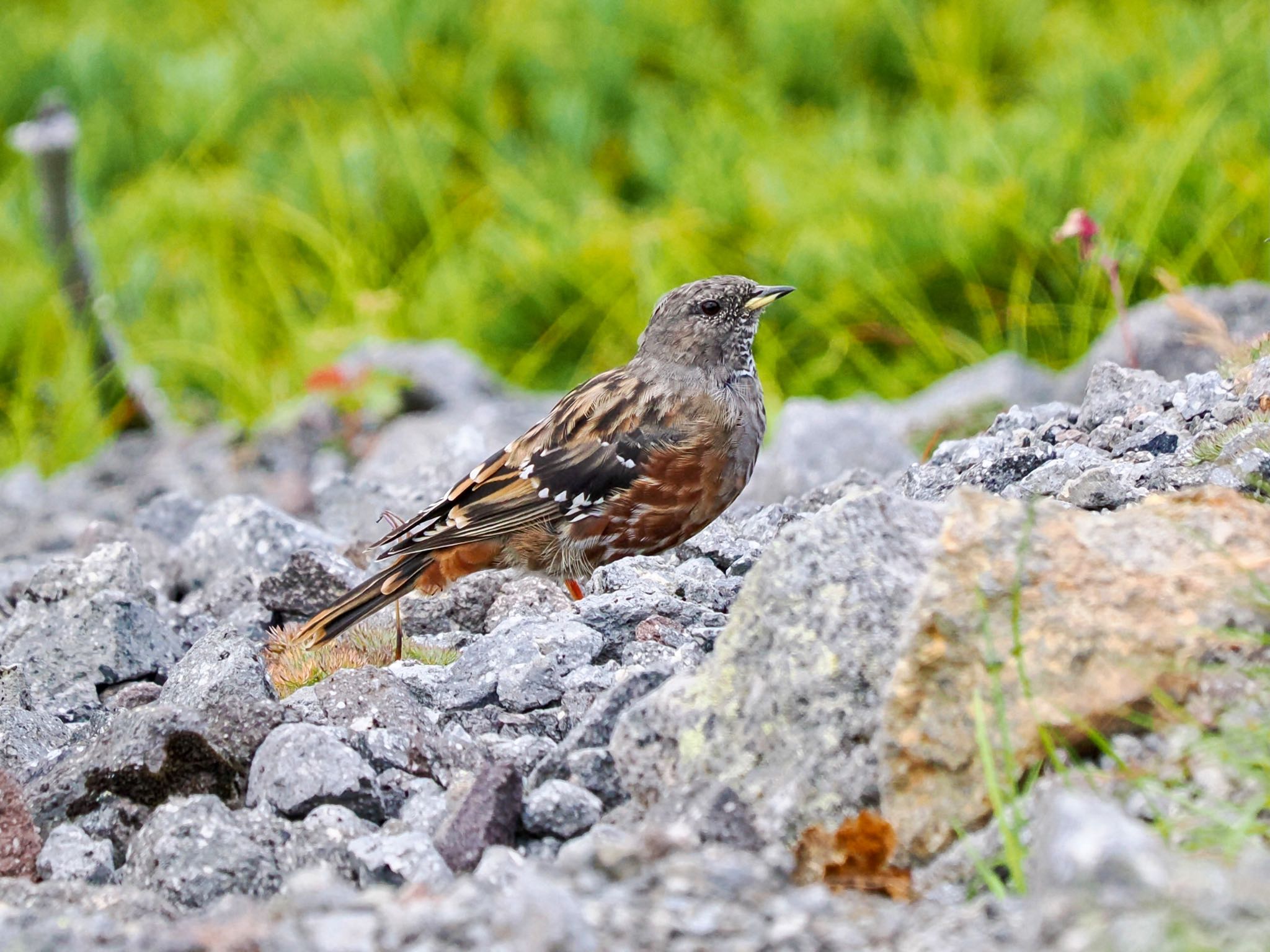 Alpine Accentor