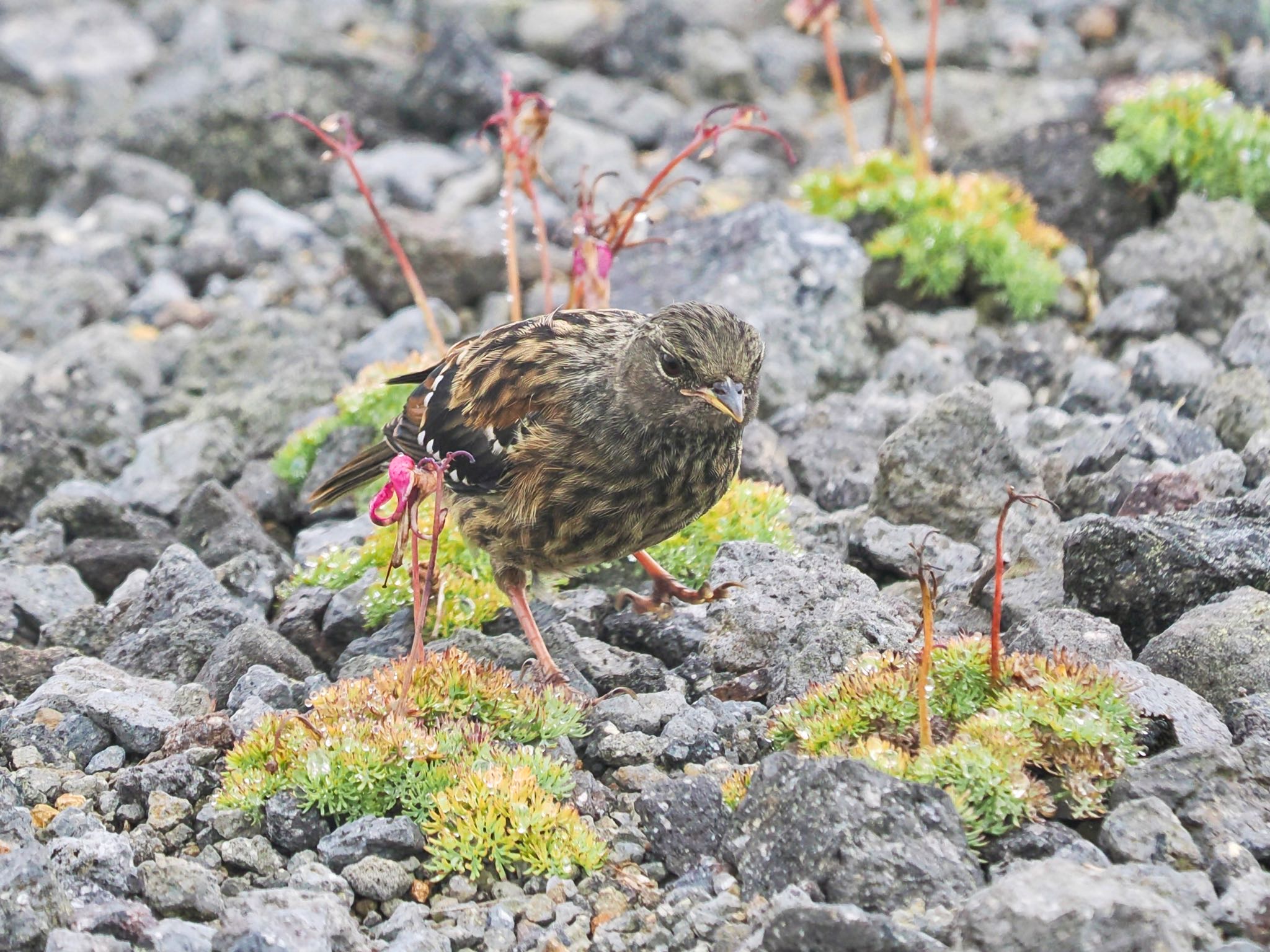 やっとここで出会えたイワヒバリ 幼鳥　コマクサの種を食べていた by クロやん