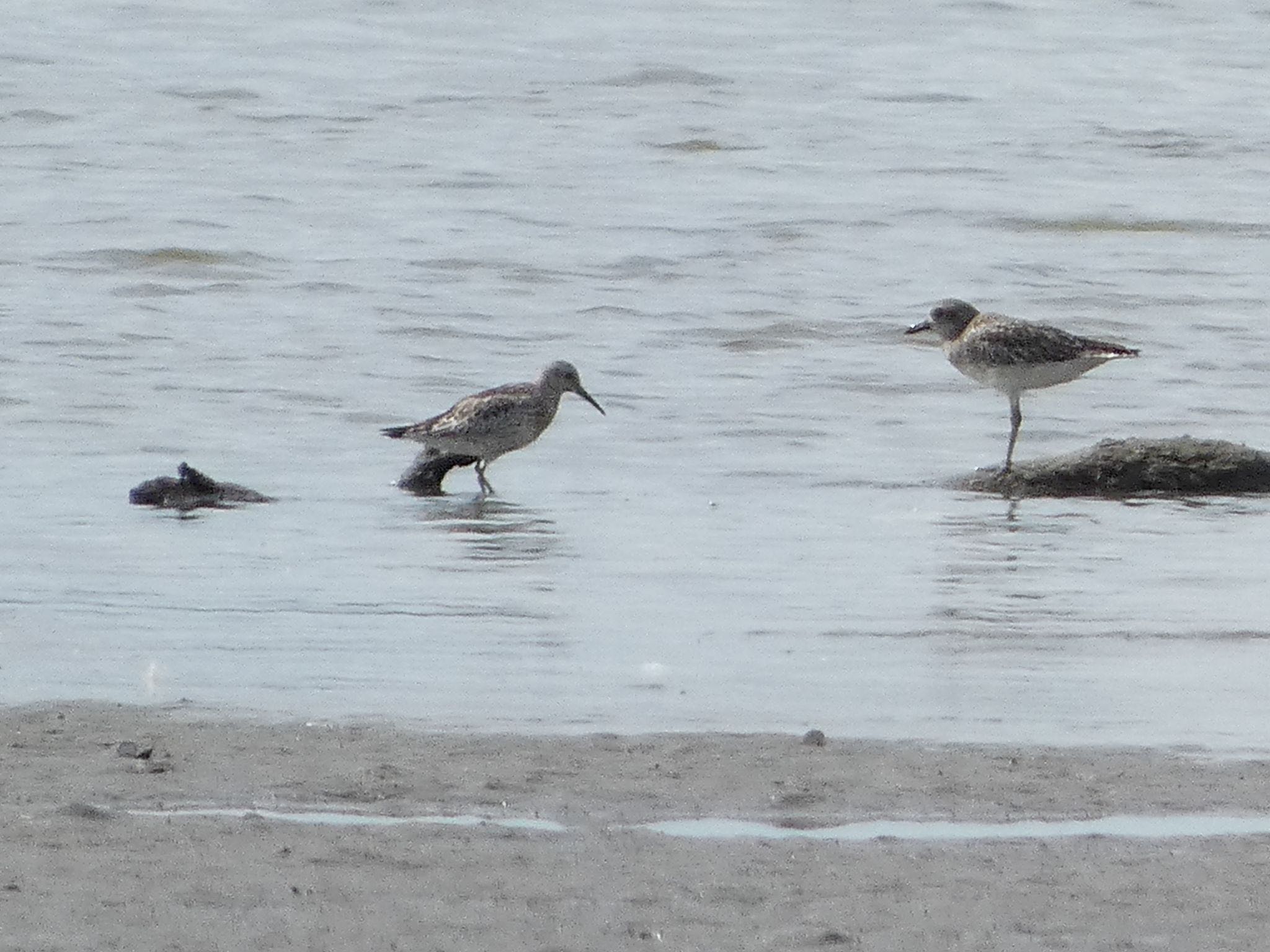 Photo of Great Knot at Fujimae Tidal Flat by koshi