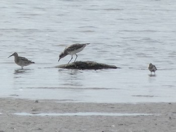 Great Knot Fujimae Tidal Flat Thu, 9/14/2023