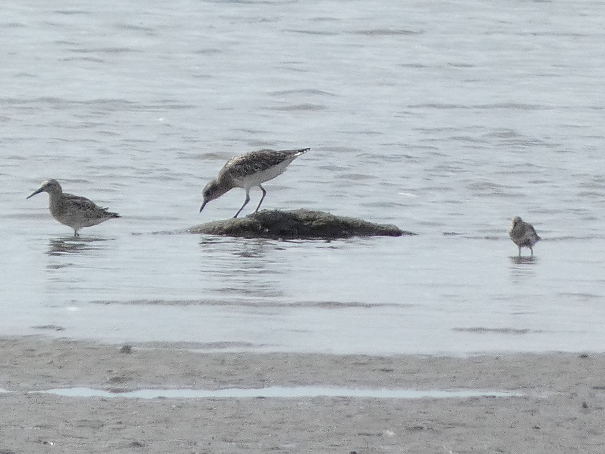 Great Knot