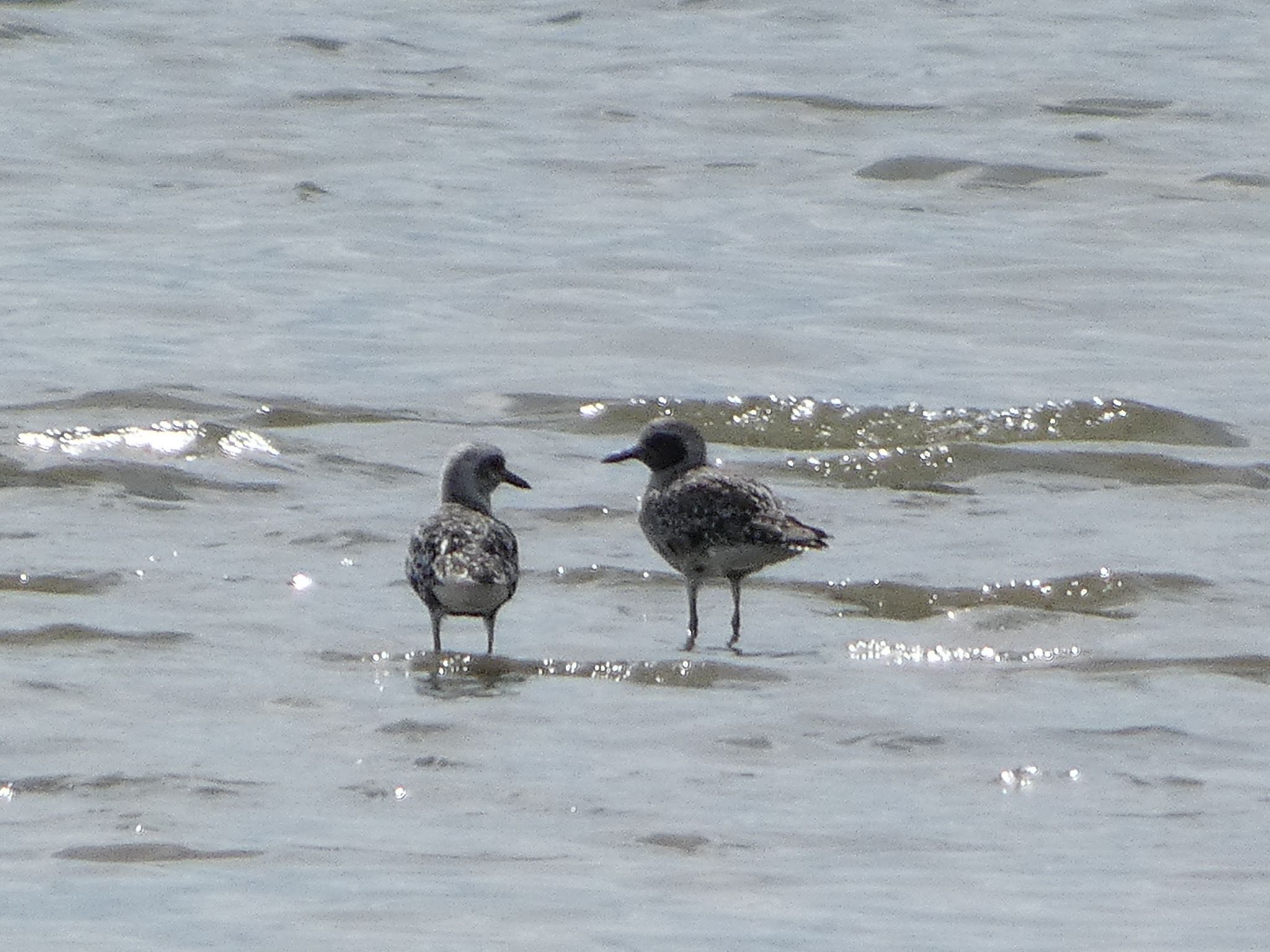 Grey Plover