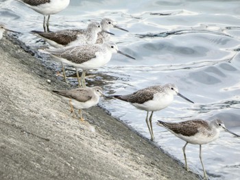 Terek Sandpiper 愛知県 Unknown Date