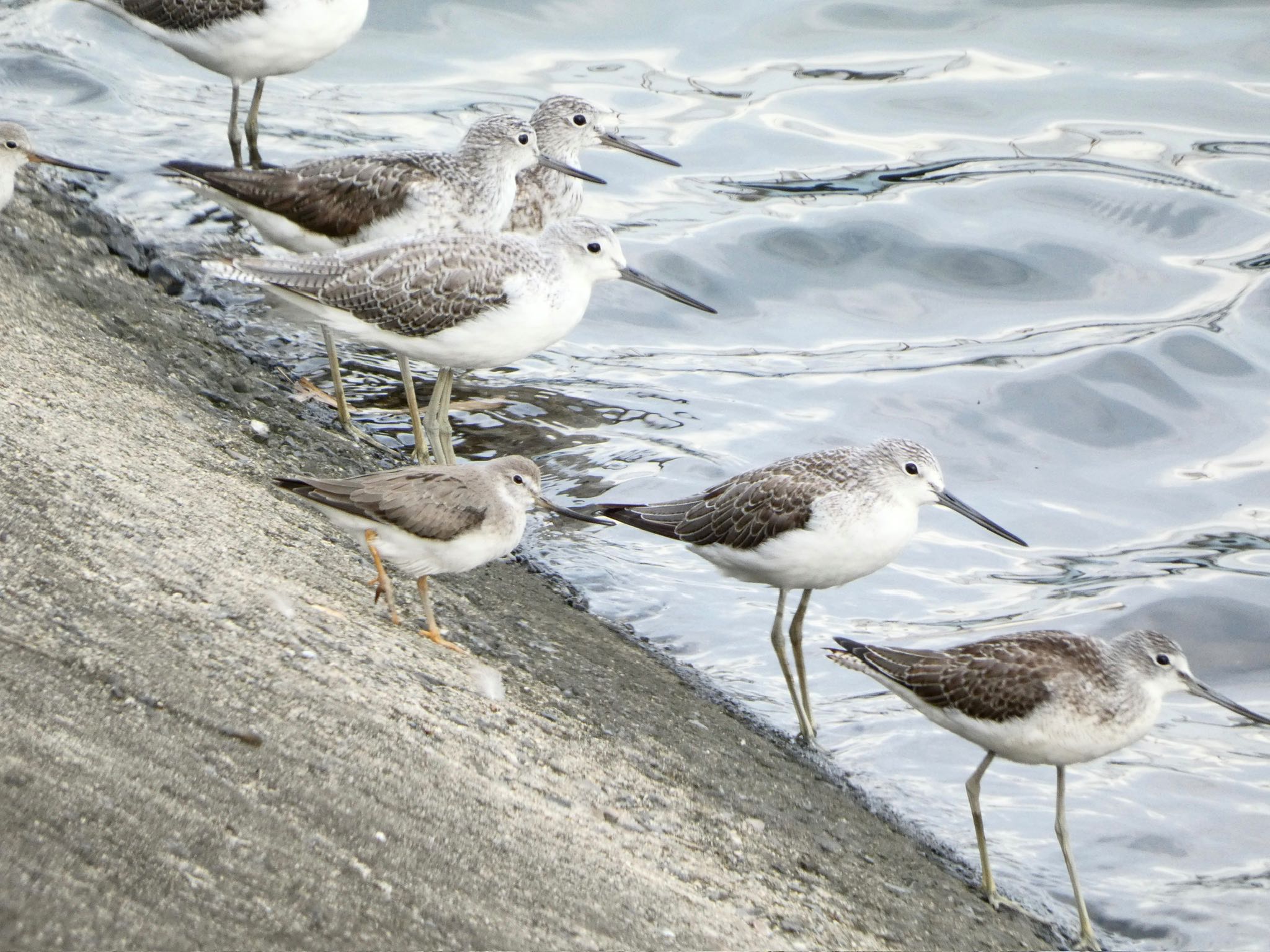 Photo of Terek Sandpiper at 愛知県 by koshi