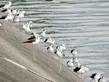 2023年9月14日(木) 愛知県の野鳥観察記録