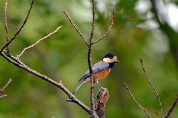 Varied Tit 大池公園 Wed, 9/20/2023